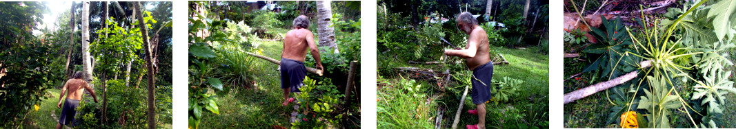 Images of papaya tree being cut down
        and chopped up