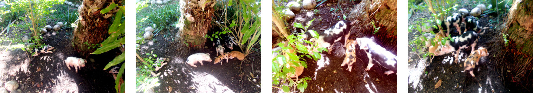 Images of eight day old piglets in
        tropical backyardtropical