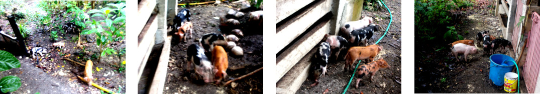 Imagws of tropical backyard piglets
        two weeks old today