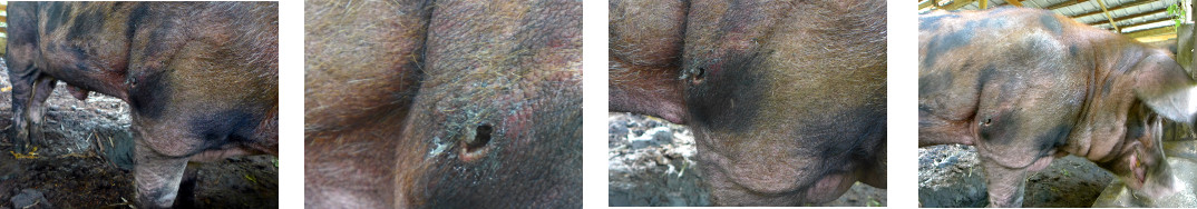 Images of tropical backyard boar with wound from unknown
        causes