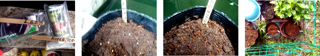 Images of eggplant and tomato seeds
        potted in tropical backyard