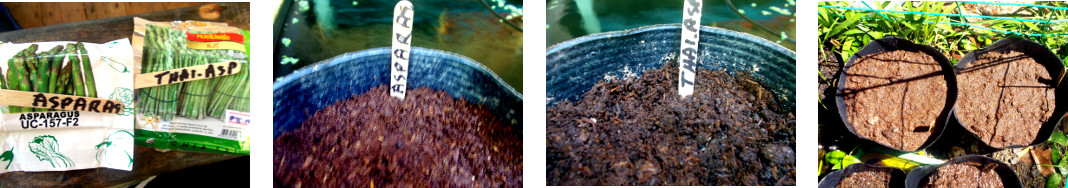 Images of two types of asparagus seeds
        potted in tropical backyard