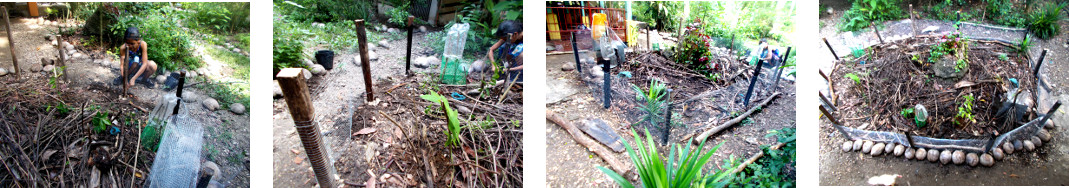 Images of protective wire fence around newly planted
        tree seedlings in tropical backyard