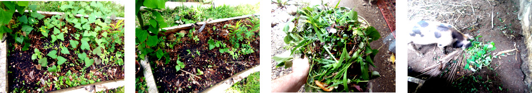 Images of weeds removed from
        tropical garden patch before protective fencing is put up