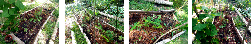 Images of poles for protective fencing
        installed in tropical backyard garden patch