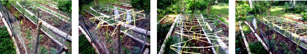 Images of raffia twine added to
        anti-chicken fence in tropical backyard