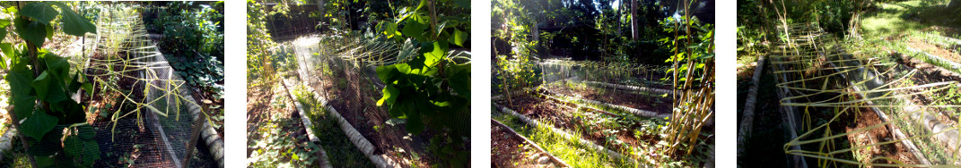 Images of raffia twine applied to anti-chicken fence in
        tropical backyard