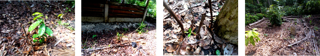 Images of tree seedlings planted in
        tropical backyard