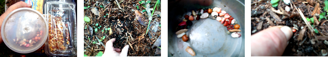 Images of seeds being planted in
        selected tropical backyard garden patch