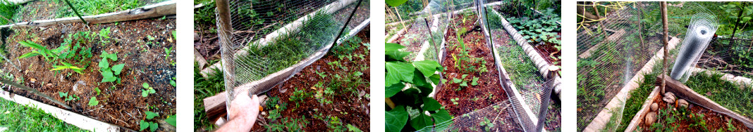 Images of anti-chicken fence being put
        up around crops in tropical bckyard
