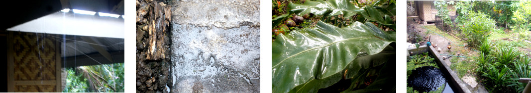 Images of rain in tropical backyard