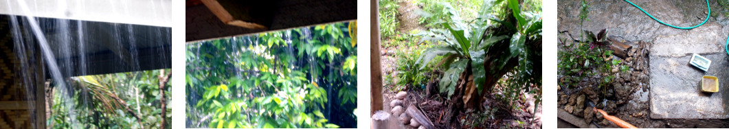 Images of rain in tropical backyard