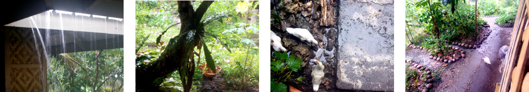 Images of rain in tropical backyard