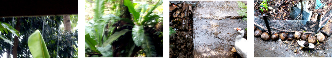 Images of rain in tropical backyard