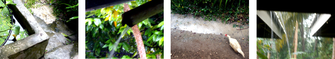 Images of more rain in tropical
        backyard
