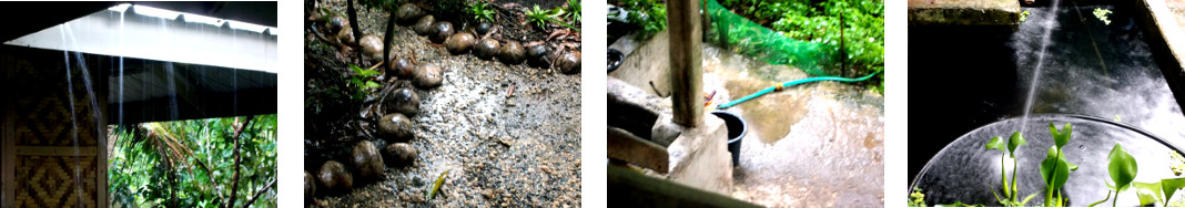 Images of evening rain in tropical backyard