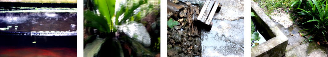 Images of short evening rain shower in
        tropical backyard