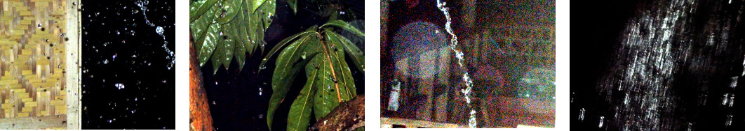 Images of night rain in tropical
        backyard