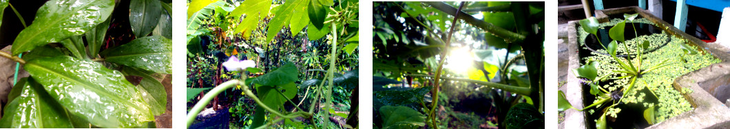 Images of tropical backyard after rain
        in the night