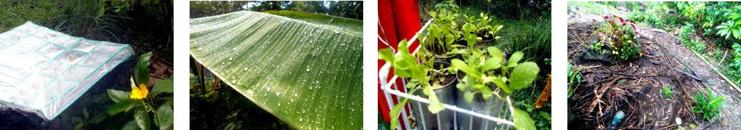 Images of early morning in tropical
        backyard after rain in the night