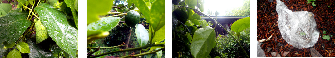 Images of early morning in tropical
        backyard after night rain