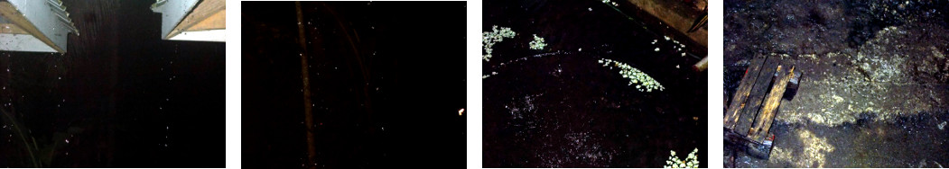 Images of night rain in tropical
        backyard