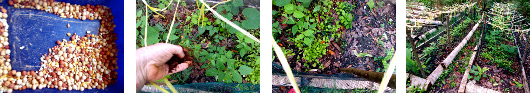 Images of rooster seed mix being
        broadacast in protected areas in tropical backyard