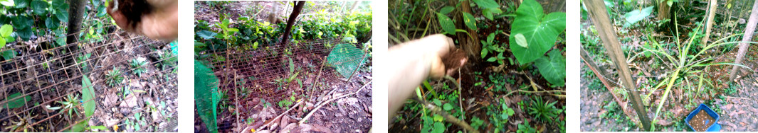 Images of rooster mix seeds broacast in protected areas
        in tropical backyard