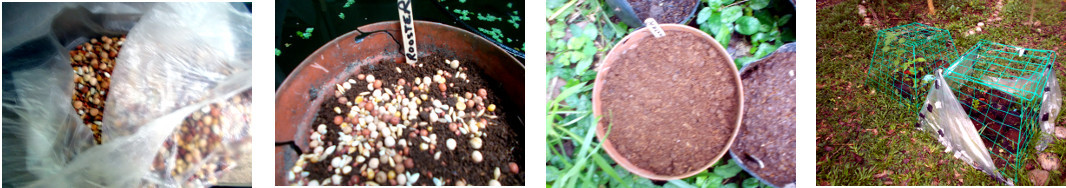Images of rooster mix seeds potted in
        tropical backyard nursery area