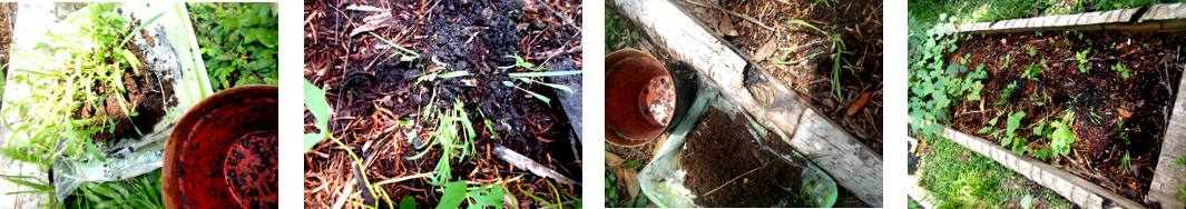 Images of potted rooster seed mix
        transplanted in tropical backyard