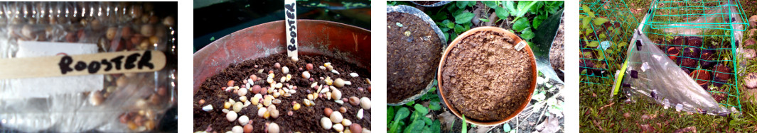 Images of rooster seed mix potted in
        tropical backyard