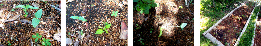 Images of various large seeds spouting in tropical
        backyard