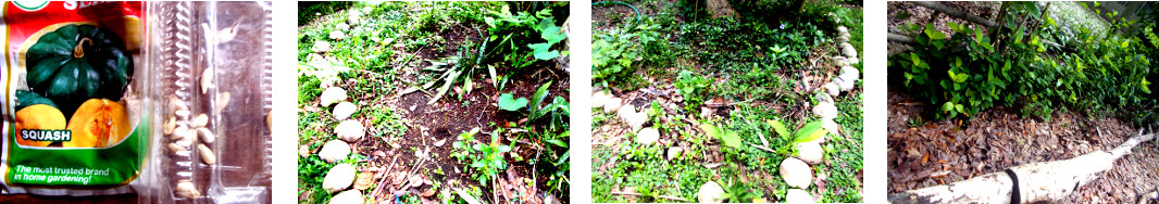 Images of squash seeds planted in
        tropical backyard