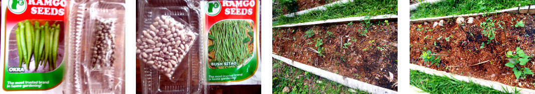 Images of Okra and Bush Bean seeds sown in tropical
        backyard