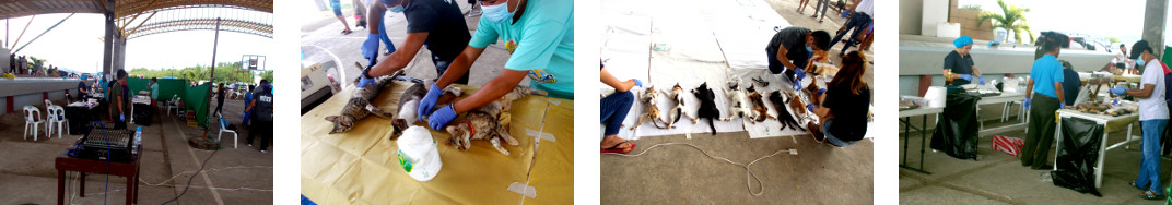 Images of cats being treated by provincual government
        vets in Baclayon