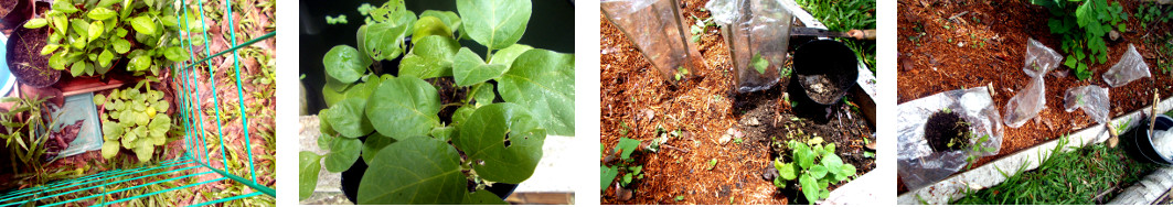Images of eggplant seedlings
        transplanted in tropical backyard