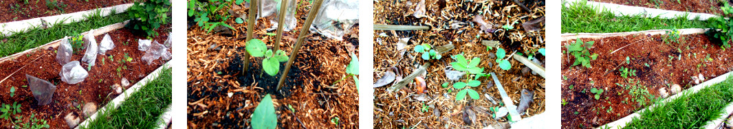 Images of protective plastic bags
        removed from recent transplants in tropical backyard