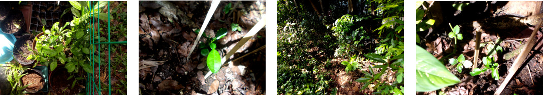 Images of Pomello seedlings
        transplanted along tropical backyard hedge
