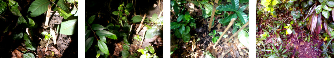 Images of pomello seedlings transplanted along tropical
        backyard hedge