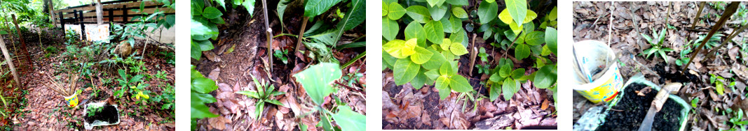 Images of pomello seedlings transplanted in tropical
        backyard