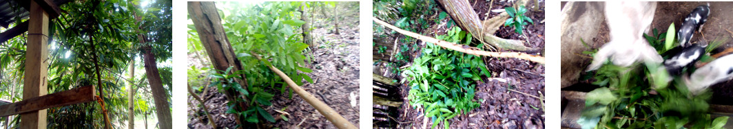 Images of tree chopped down and
        processed in tropical backyard