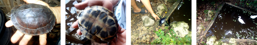 Images of turtle in tropical backyard