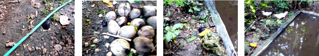 Images of baby turtle in tropical
        backyard