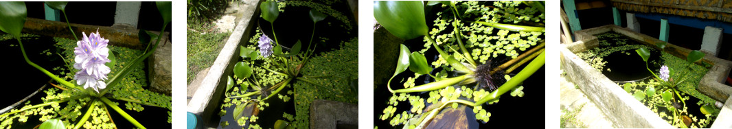 Images of water hyacinth blooming in
        tropical backyard