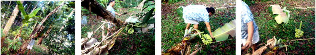 Images of banana tree being harvested
        in tropical backyard