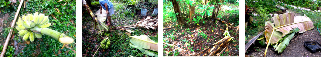 Images of harvested banana tree being sorted for various
        uses