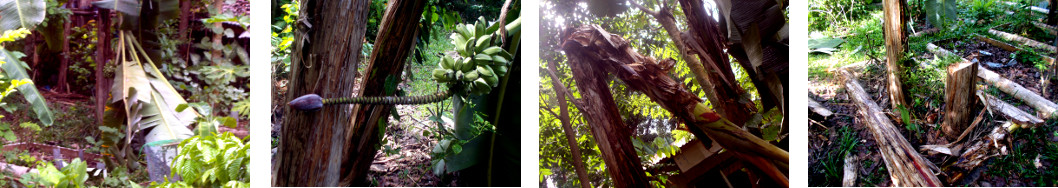 Images of fallen banana tree being
        harvested
