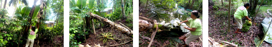 Images of banana tree being harvested