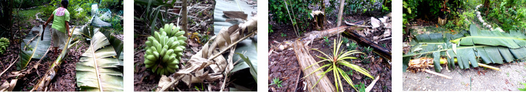 Images of banana tree parts being collected for various
        uses