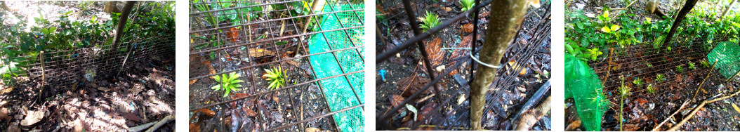 Images of proctective cage for plants
        in tropical backyard